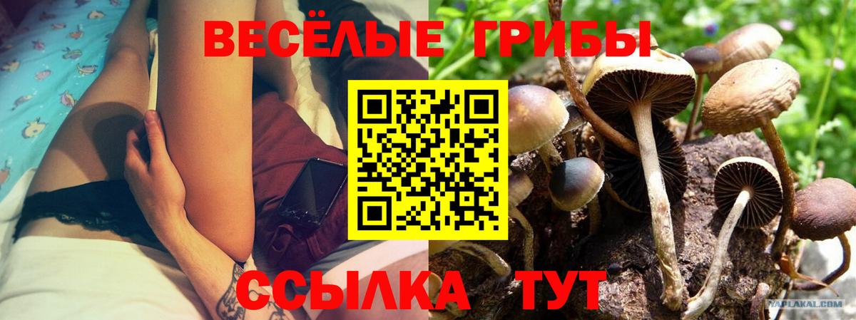 Псилоцибиновые грибы Magic Shrooms Курчалой